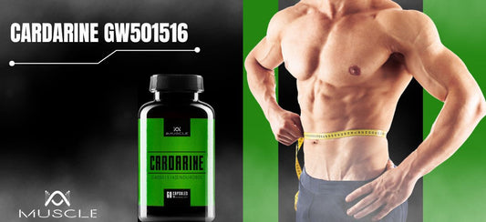 Quel est l'effet de Cardarine GW501516?