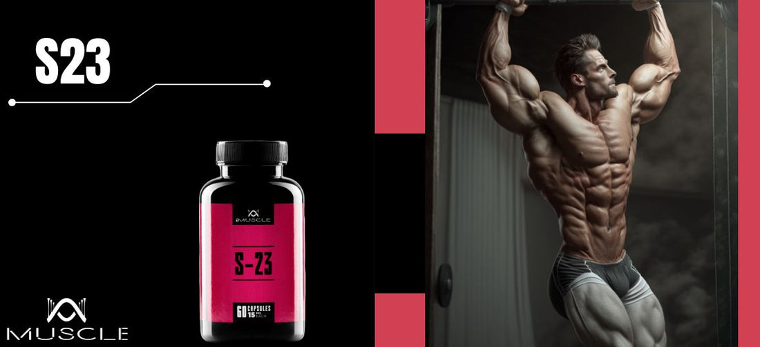 Action des SARMs S23