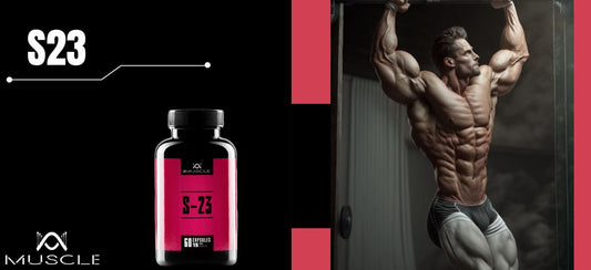 Action des SARMs S23