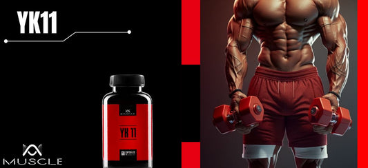 Action des SARMs YK11